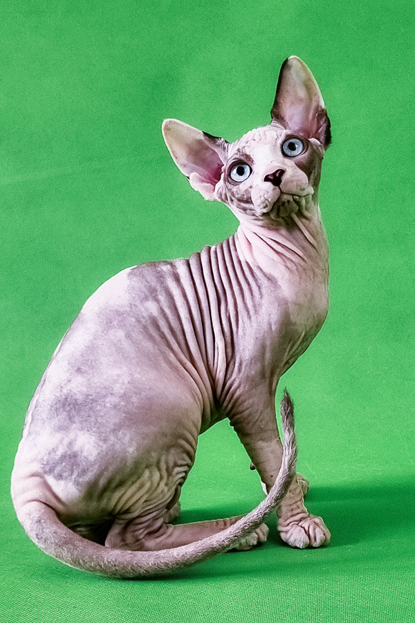 Clara | Canadian Sphynx Kitten