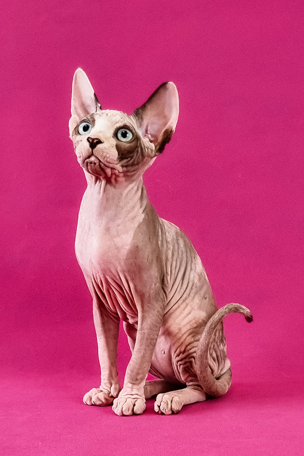 Clara | Canadian Sphynx Kitten