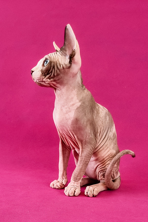 Clara | Canadian Sphynx Kitten