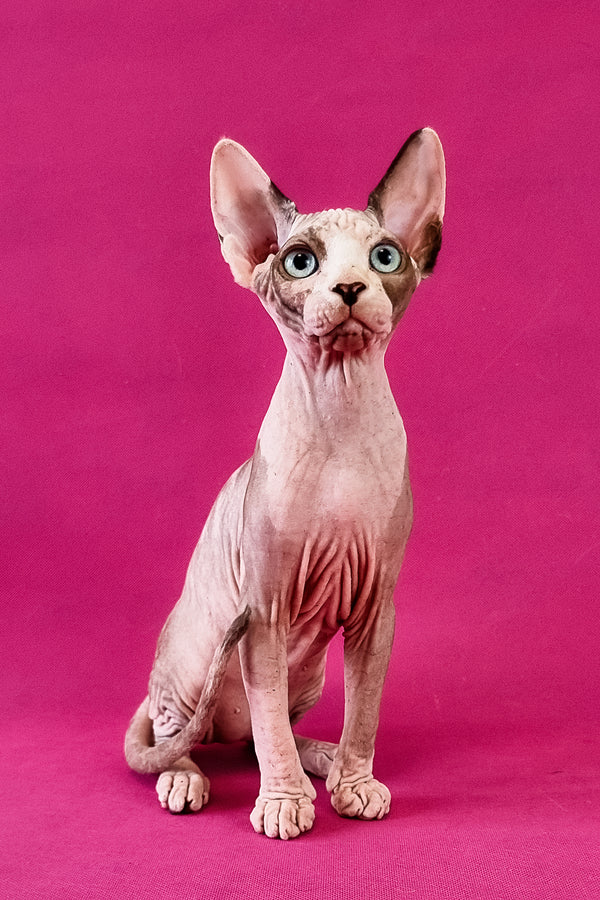 Clara | Canadian Sphynx Kitten