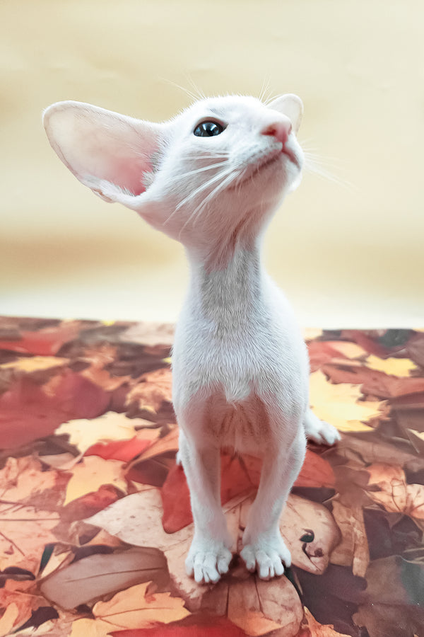 Clayton | Oriental Shorthair Kitten