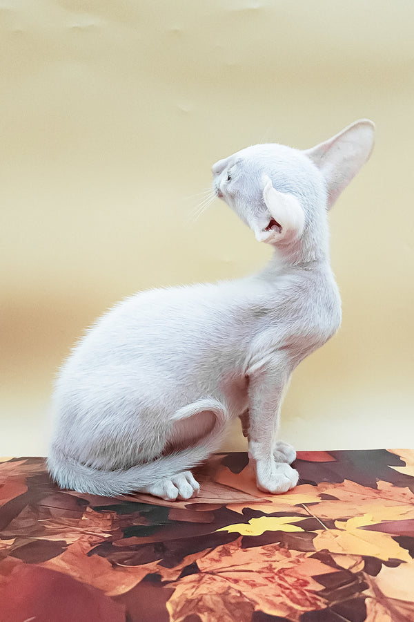 Clayton | Oriental Shorthair Kitten