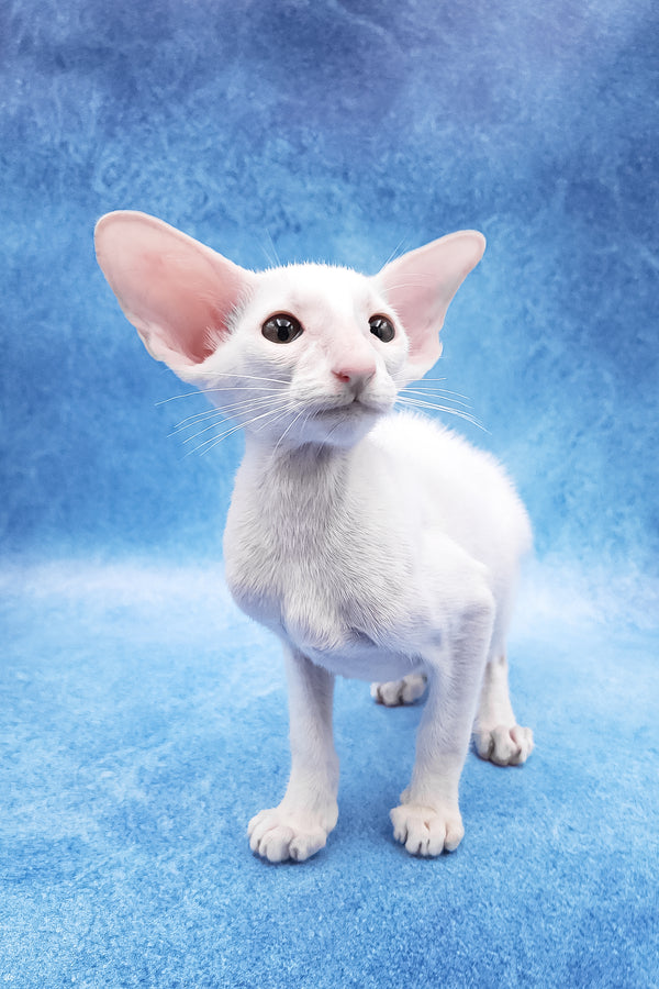 Clayton | Oriental Shorthair Kitten