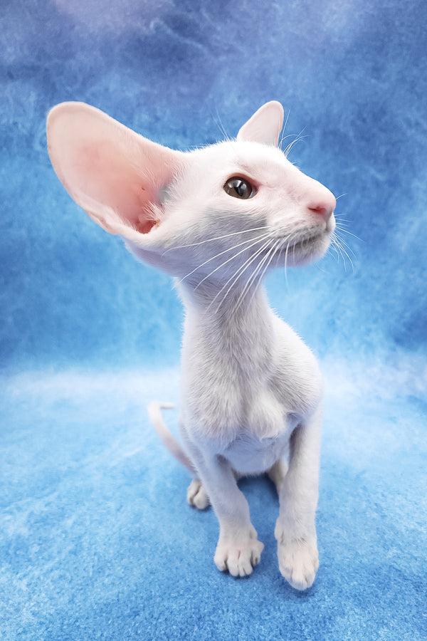 Clayton | Oriental Shorthair Kitten