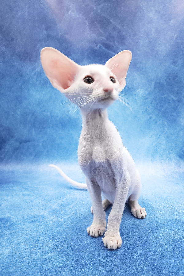 Clayton | Oriental Shorthair Kitten