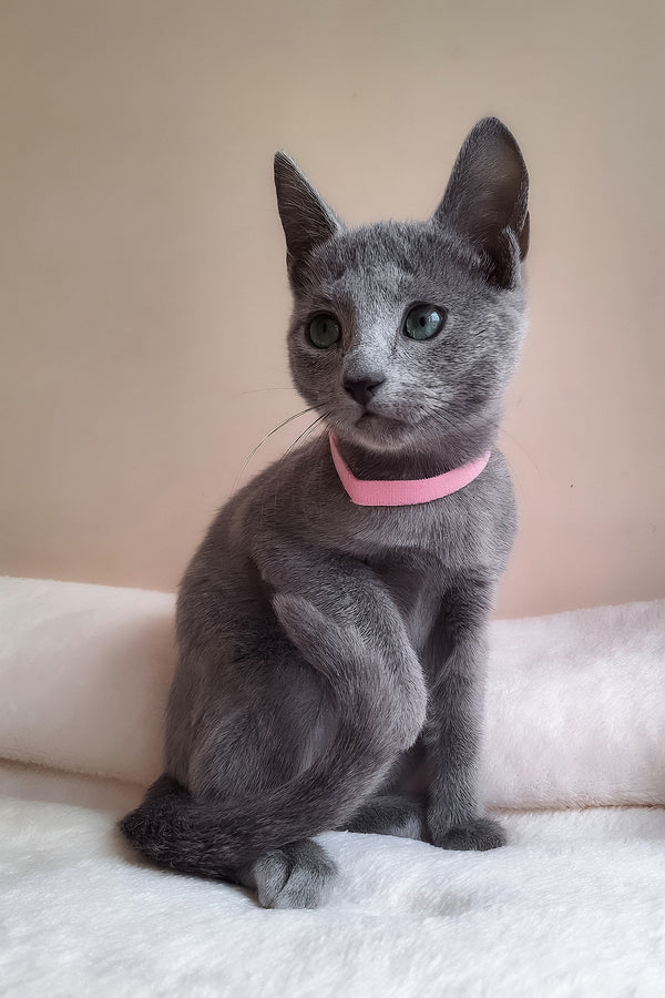 Coco | Russian Blue Kitten