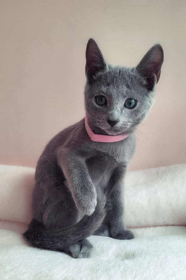 Coco | Russian Blue Kitten