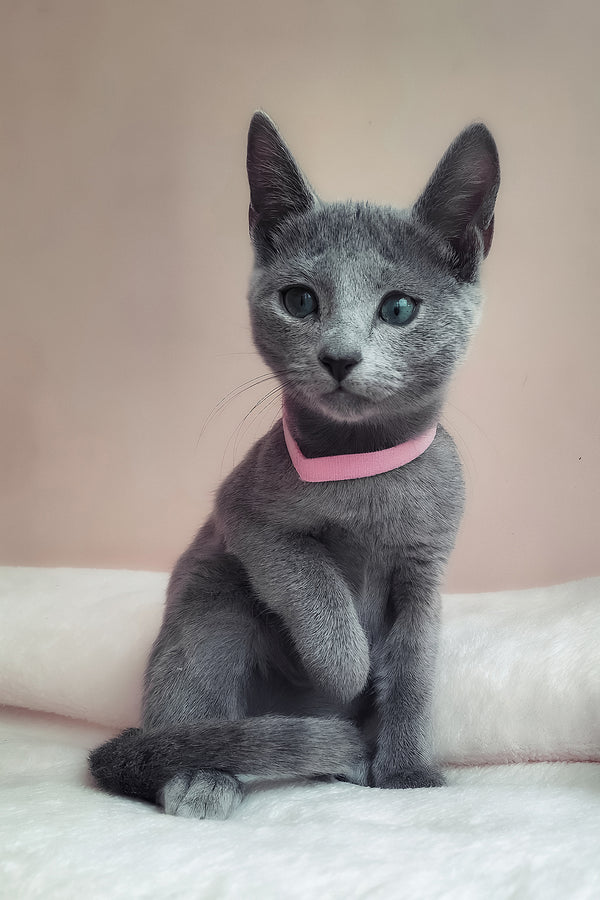 Coco | Russian Blue Kitten