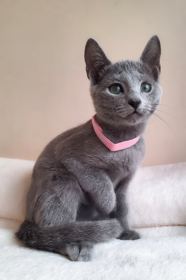 Coco | Russian Blue Kitten