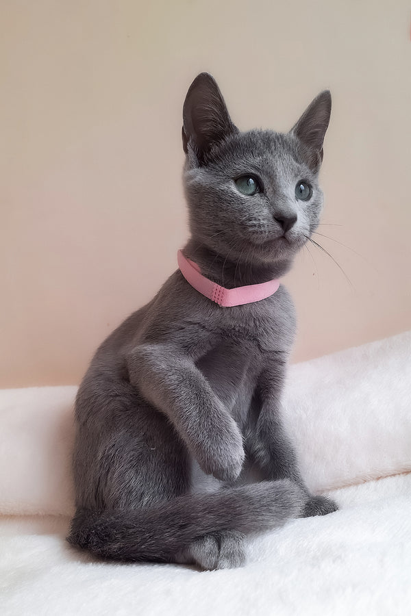 Coco | Russian Blue Kitten