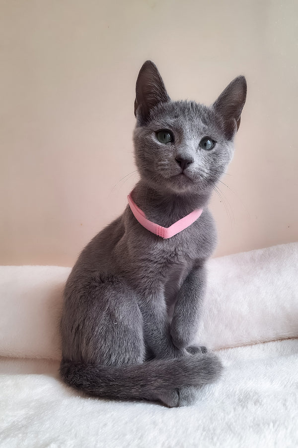 Coco | Russian Blue Kitten