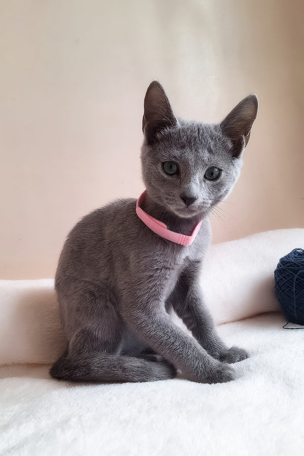 Coco | Russian Blue Kitten