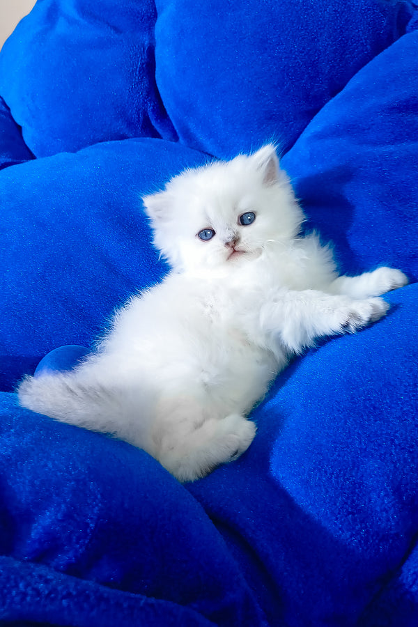 Coco | Scottish Straight Longhair Kitten