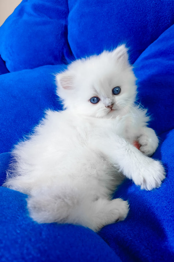 Coco | Scottish Straight Longhair Kitten