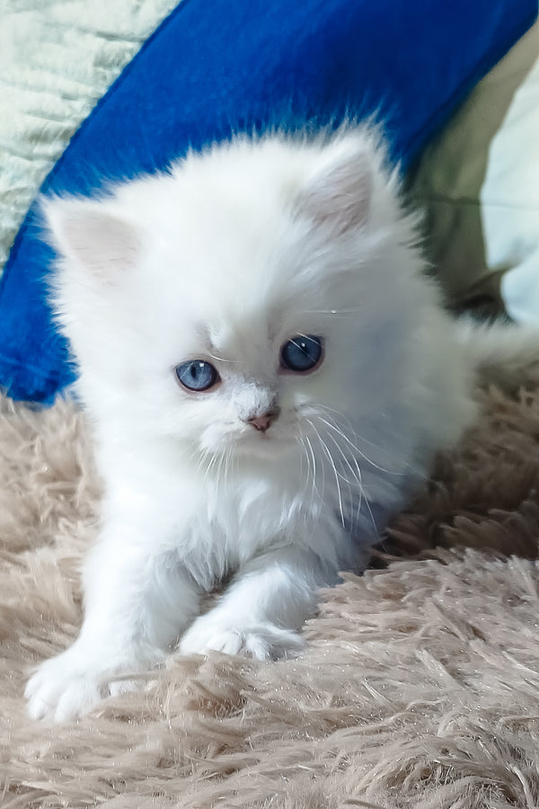 Coco | Scottish Straight Longhair Kitten