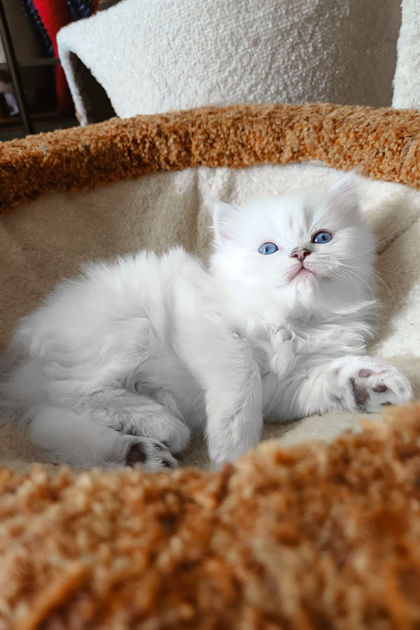 Coco | Scottish Straight Longhair Kitten