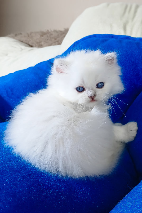 Coco | Scottish Straight Longhair Kitten