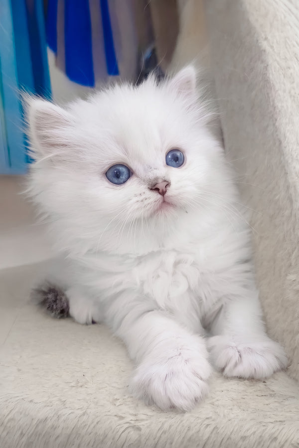 Coco | Scottish Straight Longhair Kitten