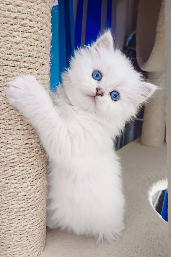 Coco | Scottish Straight Longhair Kitten