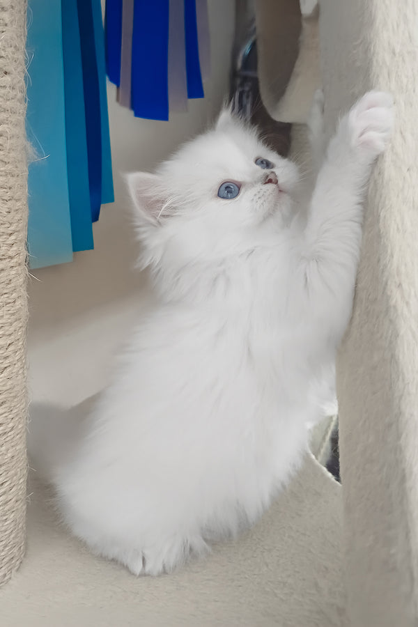 Coco | Scottish Straight Longhair Kitten