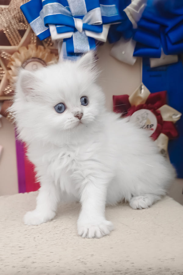 Coco | Scottish Straight Longhair Kitten