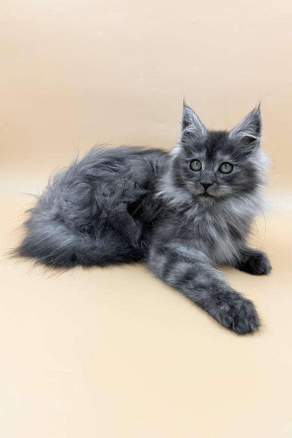Coco | Maine Coon Kitten