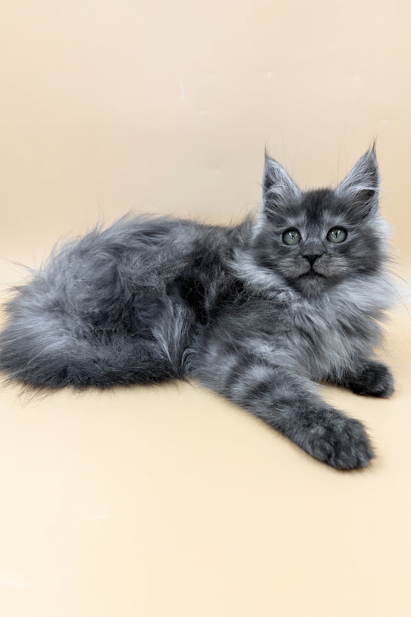 Coco | Maine Coon Kitten