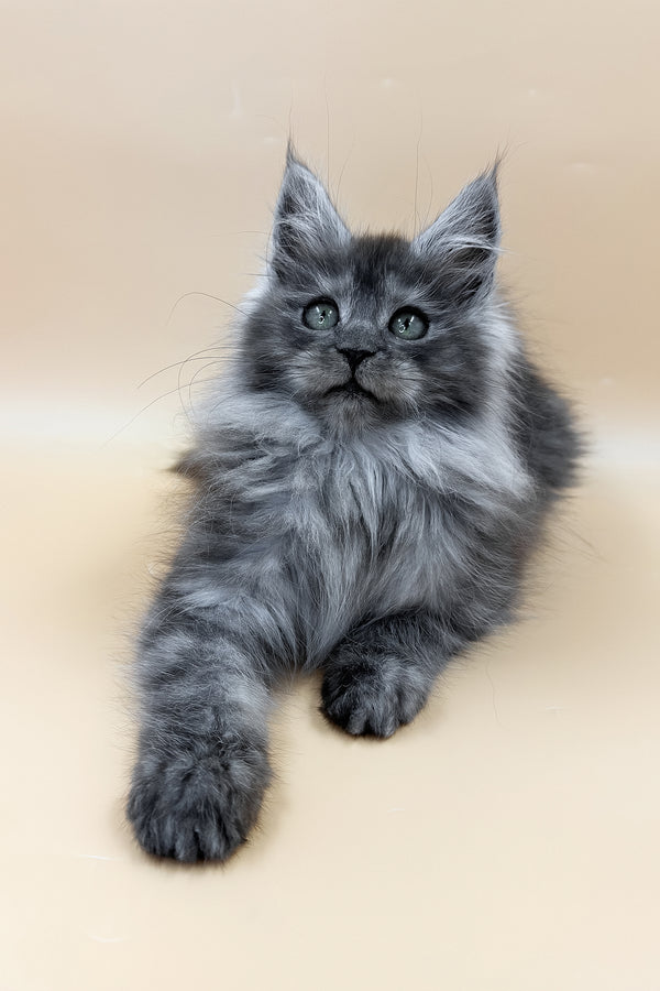 Coco | Maine Coon Kitten