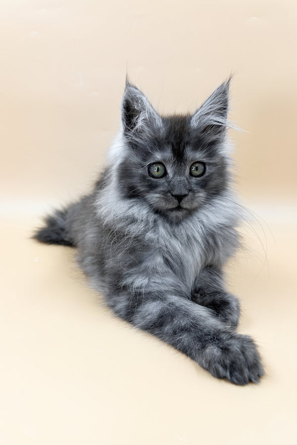 Coco | Maine Coon Kitten