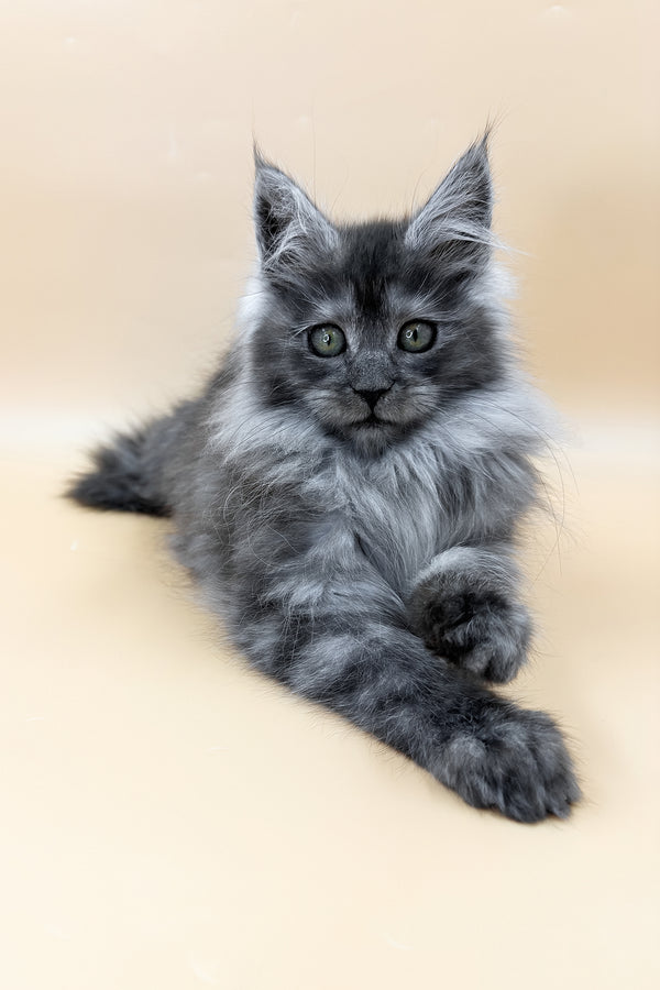 Coco | Maine Coon Kitten