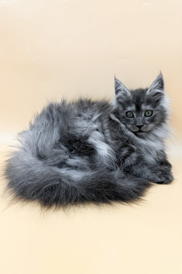 Coco | Maine Coon Kitten