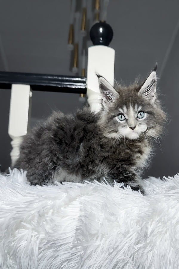 Cody | Maine Coon Kitten