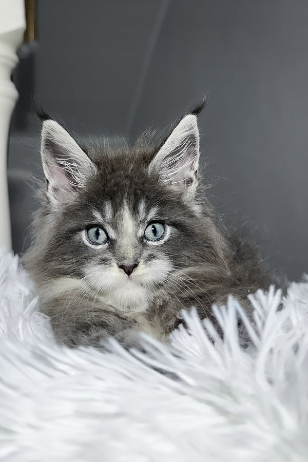 Cody | Maine Coon Kitten