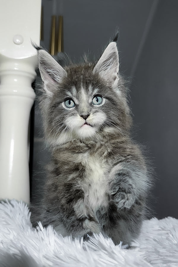 Cody | Maine Coon Kitten