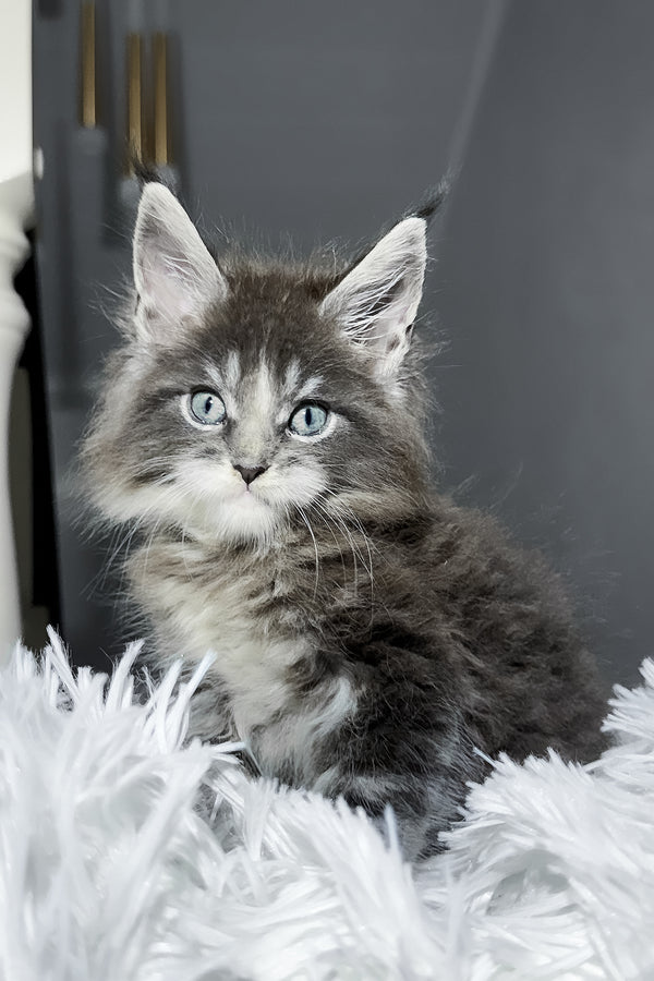 Cody | Maine Coon Kitten