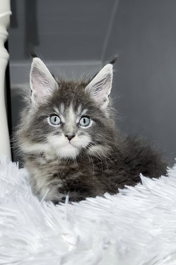 Cody | Maine Coon Kitten
