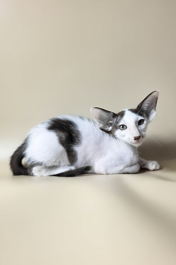 Cookie | Oriental Shorthair Kitten