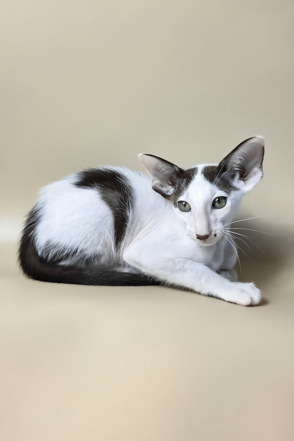 Cookie | Oriental Shorthair Kitten