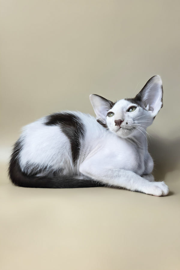 Cookie | Oriental Shorthair Kitten