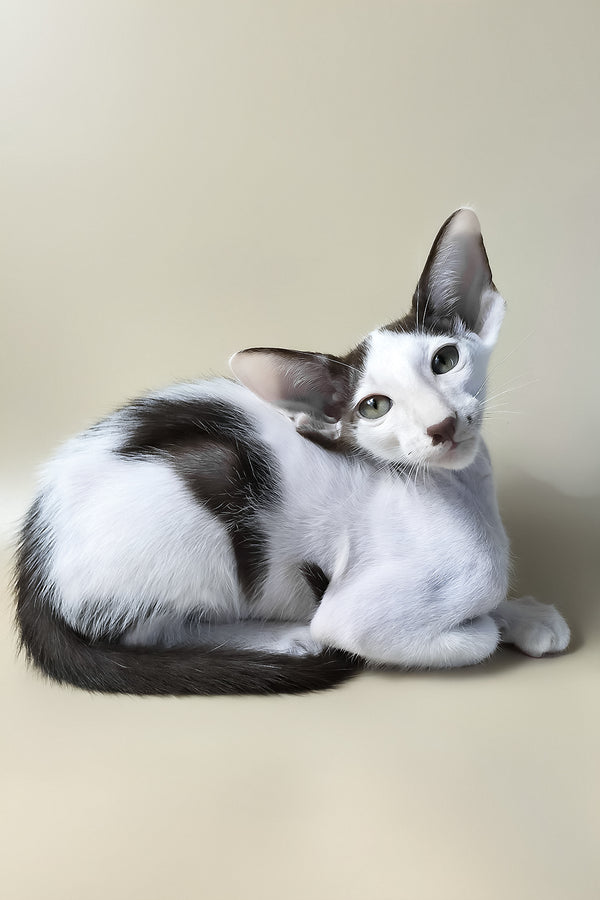 Cookie | Oriental Shorthair Kitten