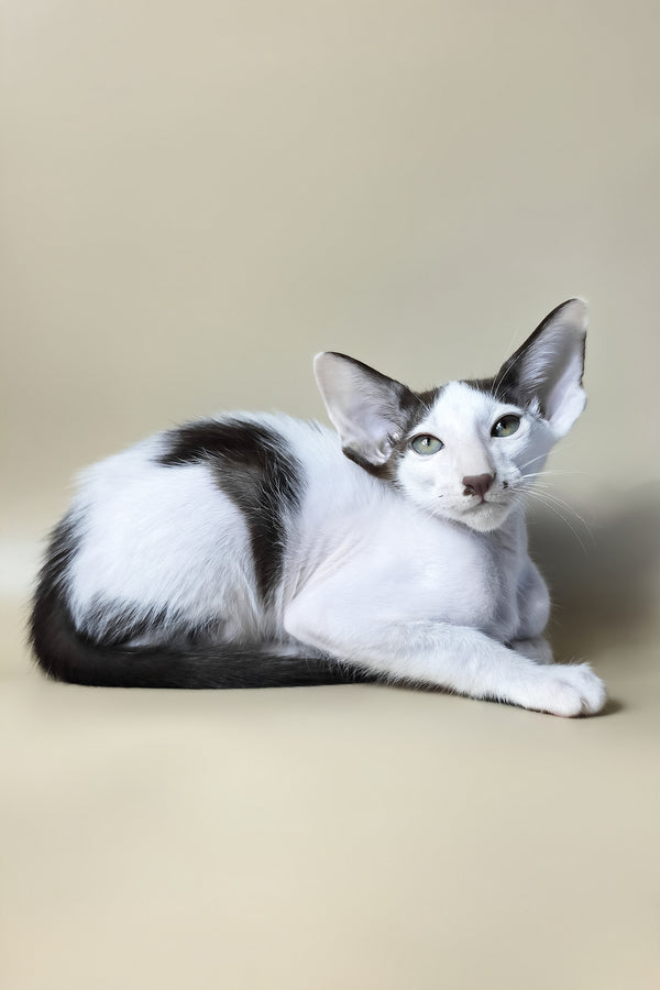 Cookie | Oriental Shorthair Kitten