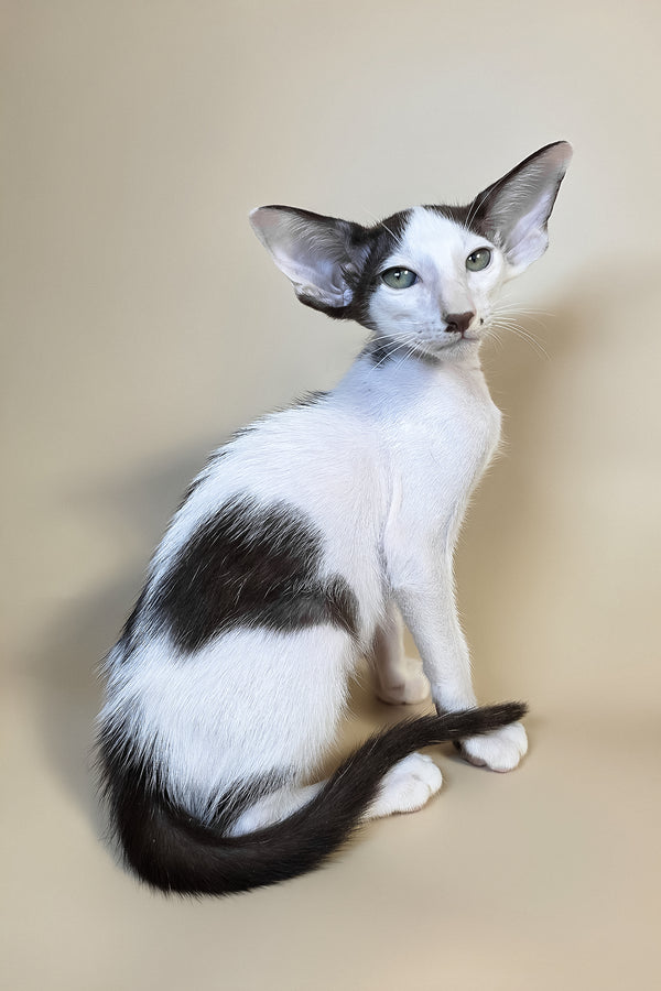 Cookie | Oriental Shorthair Kitten