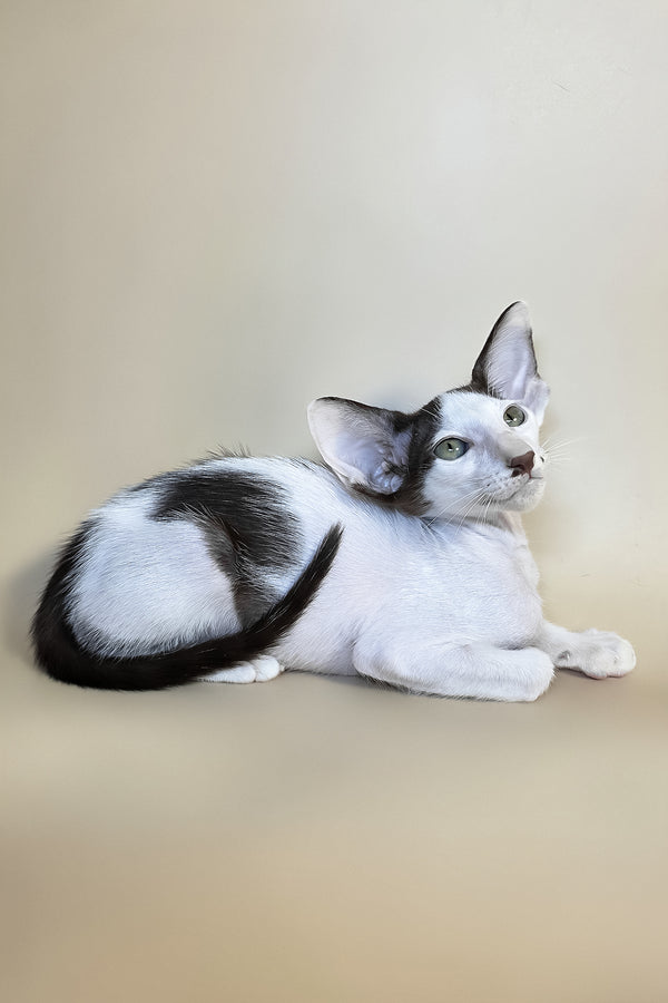 Cookie | Oriental Shorthair Kitten