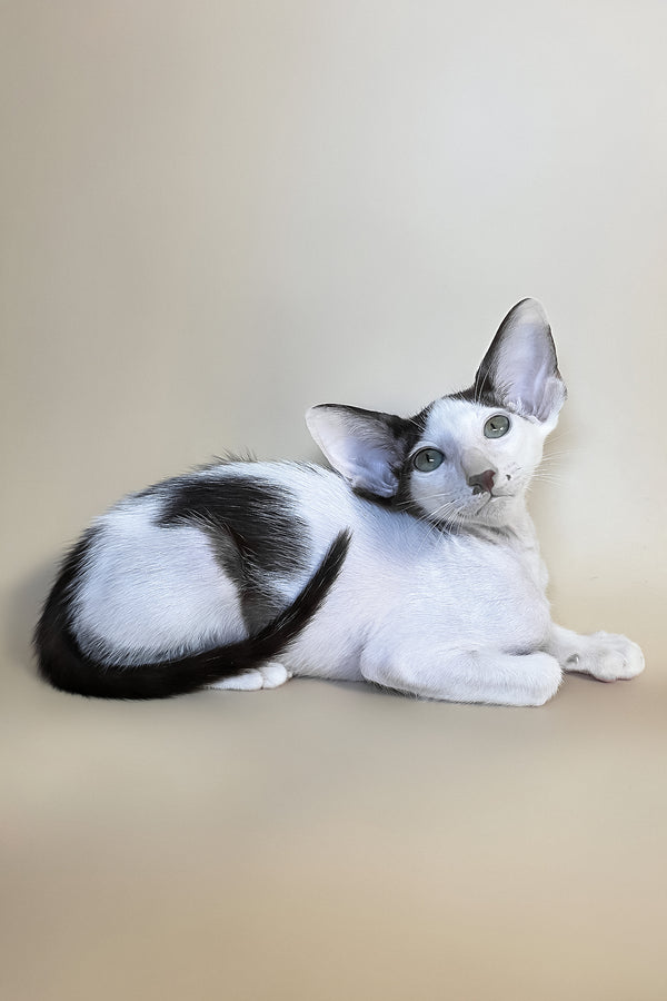Cookie | Oriental Shorthair Kitten