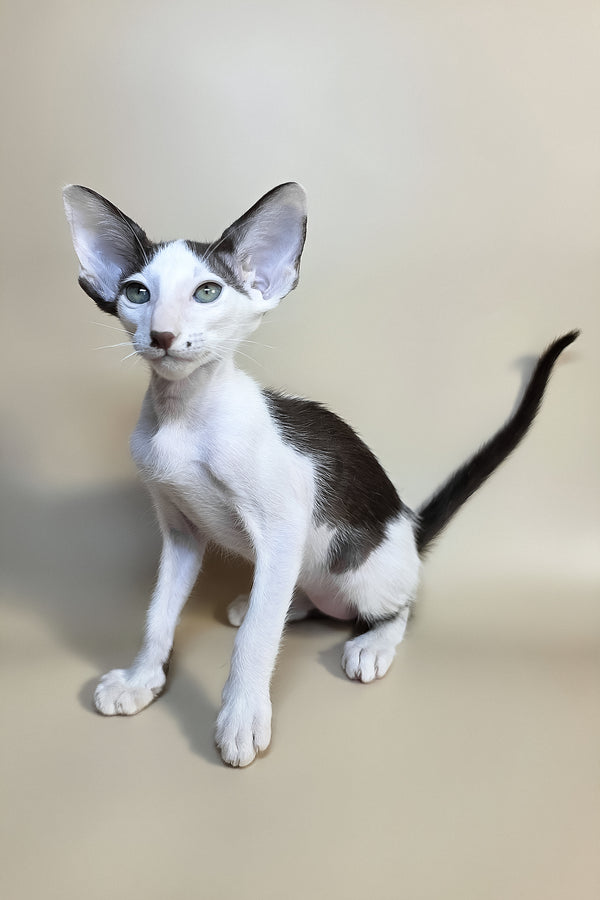 Cookie | Oriental Shorthair Kitten
