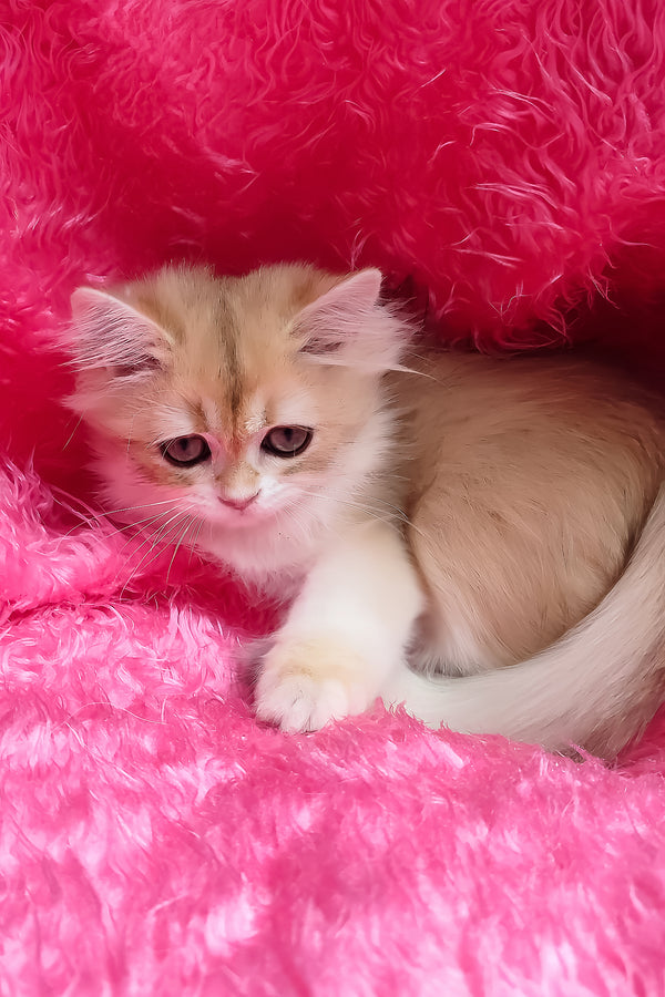 Cosmo | British Longhair Kitten