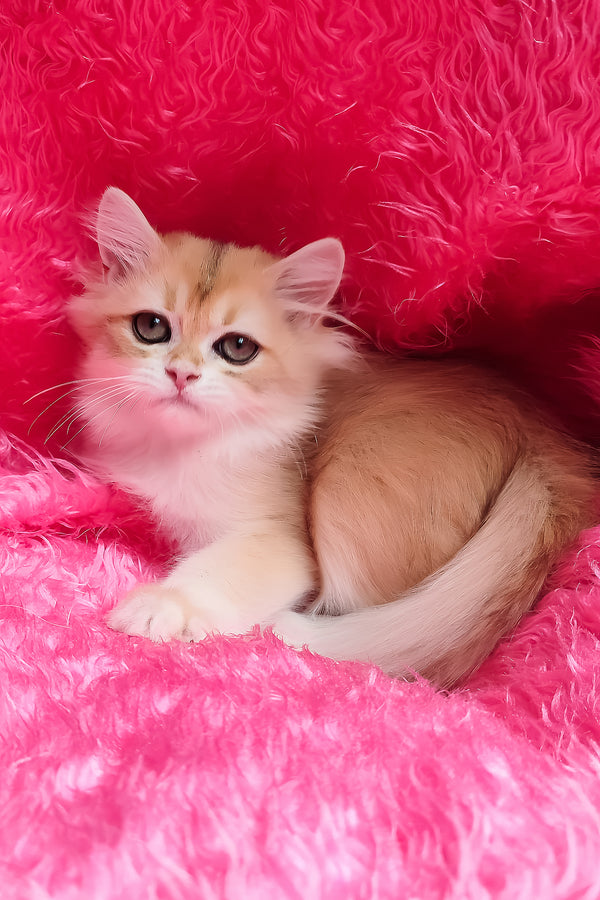 Cosmo | British Longhair Kitten
