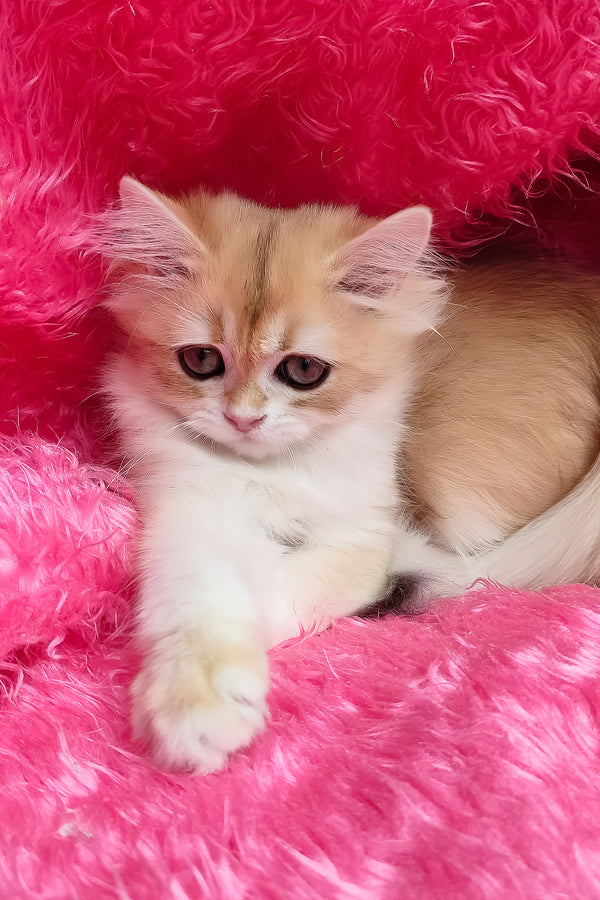 Cosmo | British Longhair Kitten