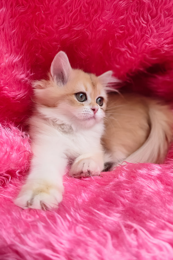Cosmo | British Longhair Kitten