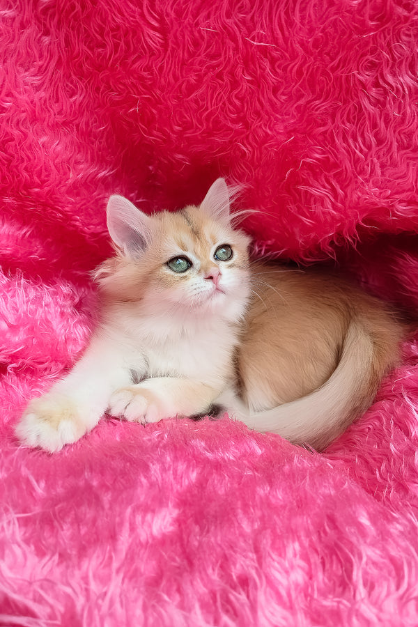 Cosmo | British Longhair Kitten